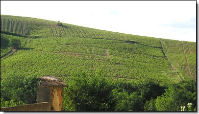 Vue sur les vignes du Domaine de la Combe Morguière.